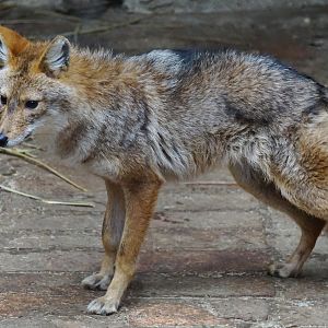 Golden jackal