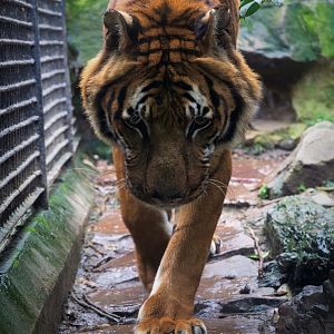 Malayan tiger