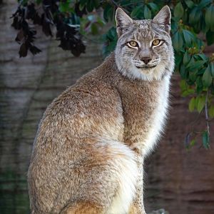Eurasian lynx