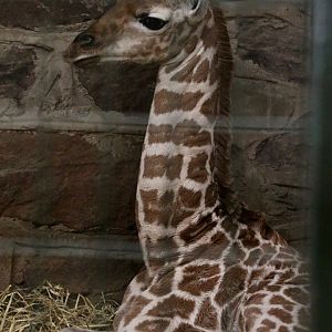 Baringo Giraffe Calf, 17 March