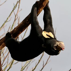 Sun Bear Gymnastics (1), 17 March