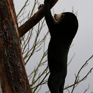 Sun Bear Gymnastics (2), 17 March