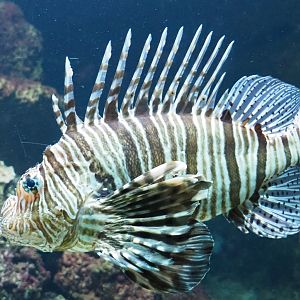 Pterois volitans lionfish (Feb 27th, 2019)