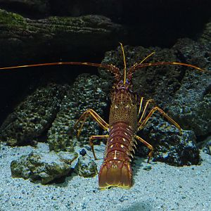 Mediterranean spiny lobster (Palinurus elephas), Feb 27th, 2019
