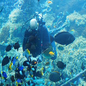 Diver feeding fish in the living reef tank (Feb 27th, 2019)