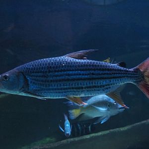 Common African tigerfish (Hydrocynus vittatus), Feb 27th, 2019