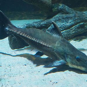 Ripsaw catfish (Oxydoras niger), Feb 27th, 2019