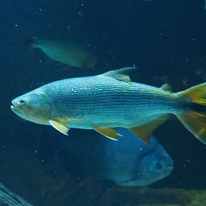 Golden Dorado (Salminus brasiliensis), Feb 27th, 2019