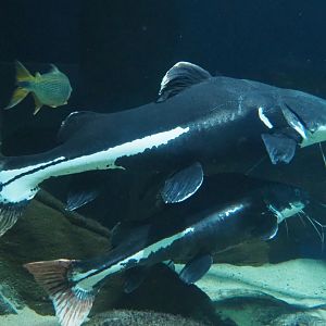 Redtail catfish Phractocephalus hemioliopterus (Feb 27th, 2019)