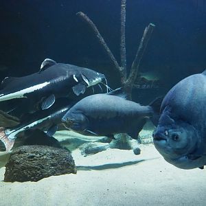 Redtail catfish Phractocephalus hemioliopterus) and Black pacu Colossoma macropomum (Feb 27th, 2019)