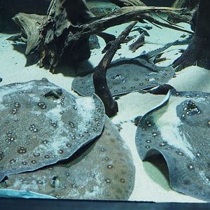 Ocellate river stingrays (Potamotrygon motor), Feb 27th, 2019