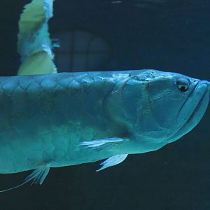 Arowana (Osteoglossum bicirrhosum), Feb 27th, 2019
