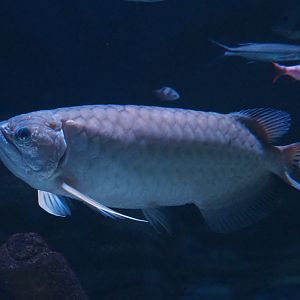 Asian arowana (Scleropages formosus), Feb 27th, 2019