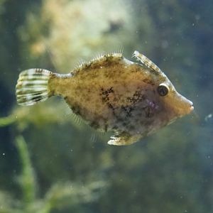 Bristle-tail file-fish Acreichthys tomentosus (Feb 27th, 2019)