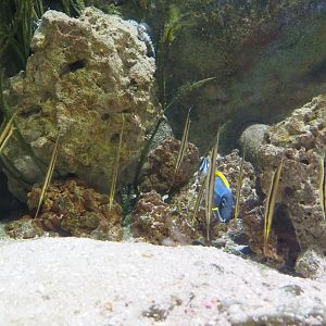 Jointed razorfish (Aeoliscus strigatus) and Powderblue tang (Acanthurus leucosternon), Feb 27th, 2019
