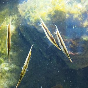 Jointed razorfish (Aeoliscus strigatus), Feb 27th, 2019