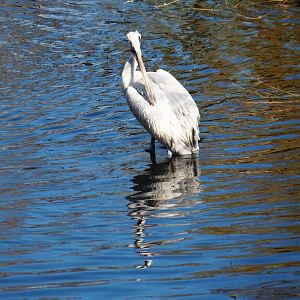 Dalmatian pelican (Pelecanus crispus), Feb 27th, 2019