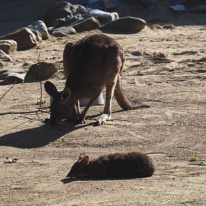 Eastern grey kangaroo (Macropus giganteus) and Parma wallaby (Macropus parma), Feb 27th, 2019