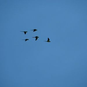 Rose-ringed parrots