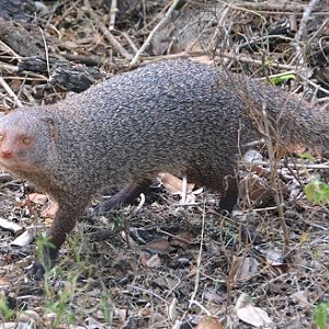 Mongoose