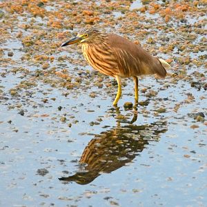 Indian pond heron