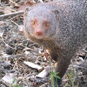 Mongoose