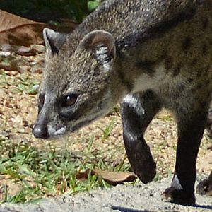 Genet