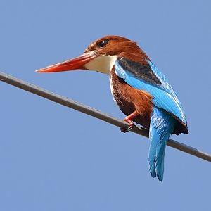 White-fronted kingfisher