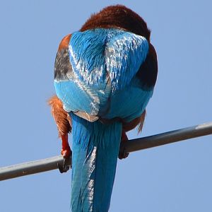 White-fronted kingfisher -- back view