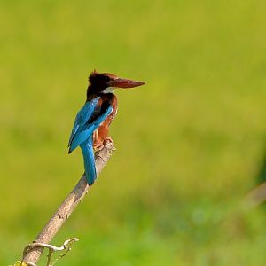 White-fronted kingfisher
