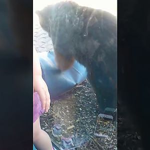 Grizzly playing with barrel
