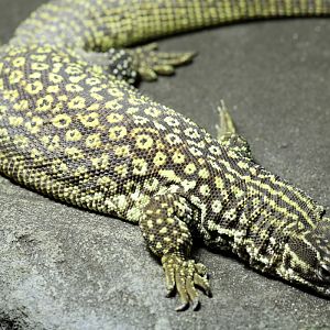 Spiny-tailed Monitor at Bugtopia the Zoo Rutland 16/3/2019