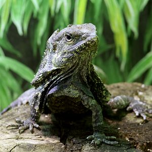 Frilled Lizard at Bugtopia the Zoo Rutland 16/3/2019
