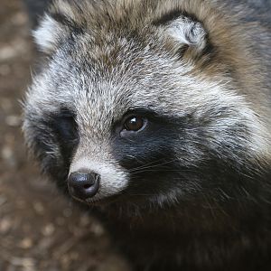 Raccoon Dog at Bugtopia the Zoo Rutland 16/3/2019
