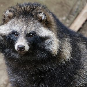 Raccoon Dog at Bugtopia the Zoo Rutland 16/3/2019