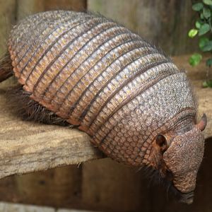 Large Hairy Armadillo at Bugtopia the Zoo Rutland 16/3/2019