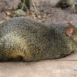 Common Red-rumped Agouti at Bugtopia the Zoo Rutland 26/3/2019