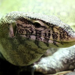 Nile Monitor at Bugtopia the Zoo Rutland 16/3/2019