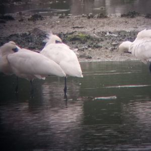 Black faced spoonbill