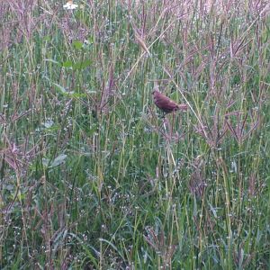 Scaly breasted munia