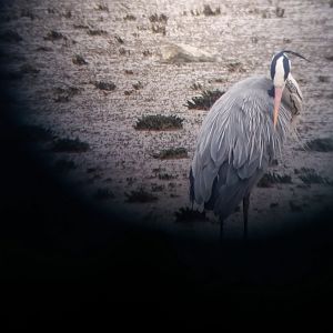 Gray heron