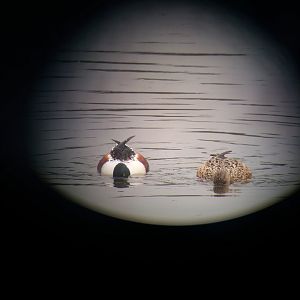 Northern shoveler