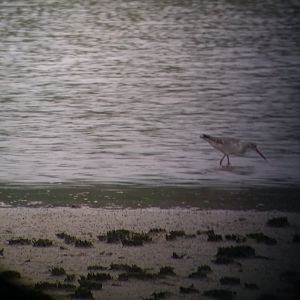 Sandpiper ID