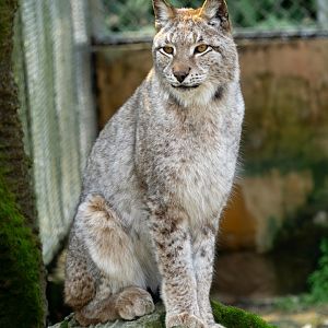 Lynx