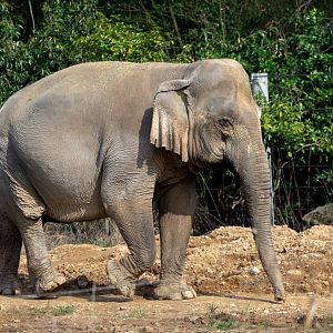 Asian elephant