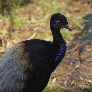 Grey-winged trumpeter
