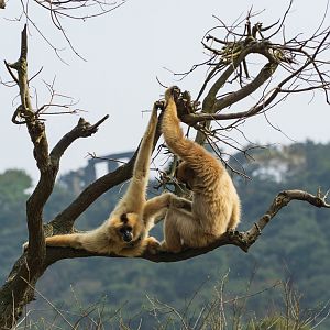Yellow-cheeked gibbon