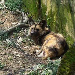 Cape wild dog