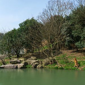 Tiger exhibit