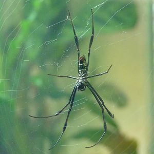 Spider, Amphibian Ark, March 2019